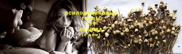 гашик Зерноград